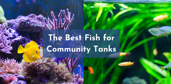 The Best Fish for Community Tanks